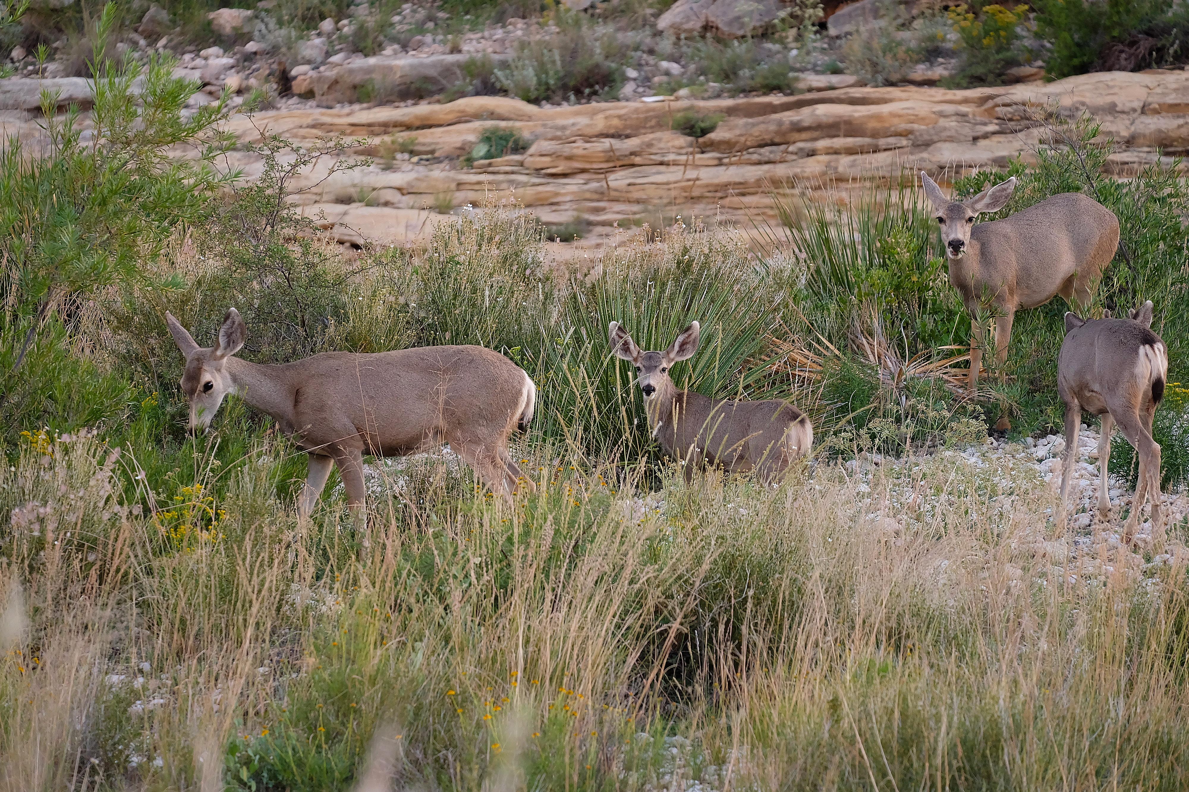 Carlsbad Caverns National Park — Mule Deer