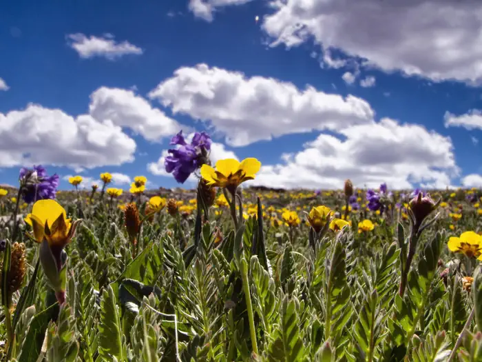 Custer Gallatin National Forest — Custer Gallatin National Forest
