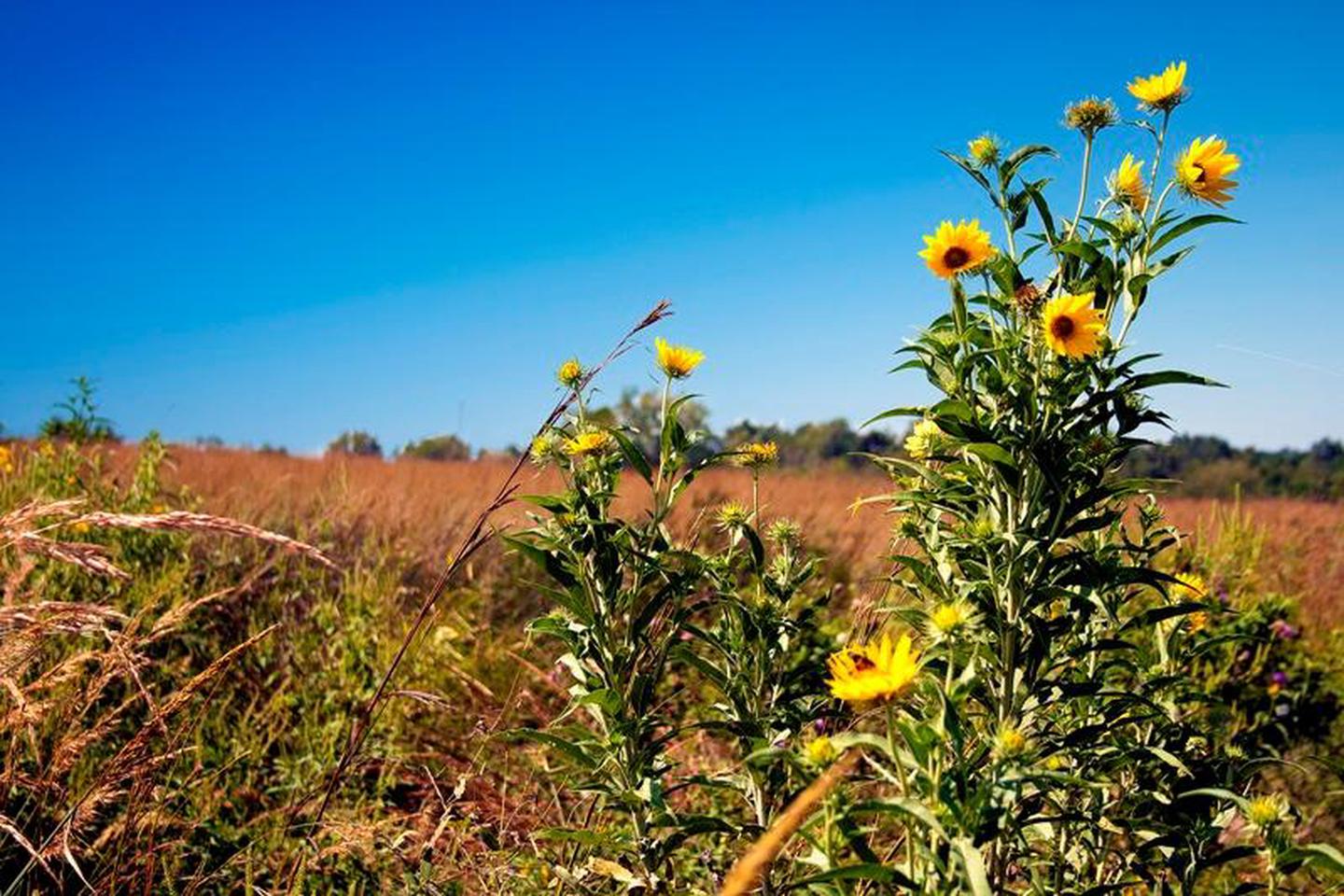 George Washington Carver National Monument — George Washington Carver NM Prairie