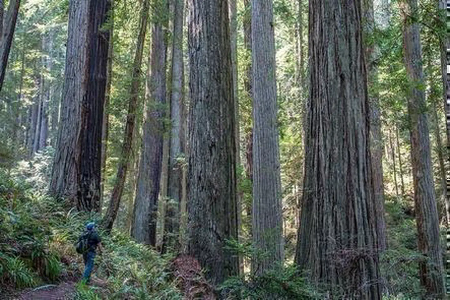 Headwaters Forest Reserve