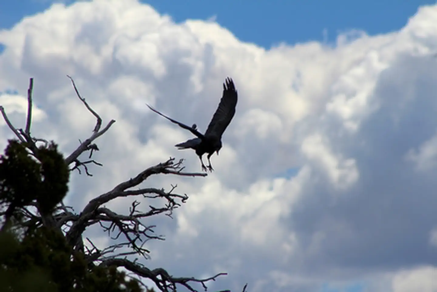 Walnut Canyon National Monument — Walnut Canyon Raven