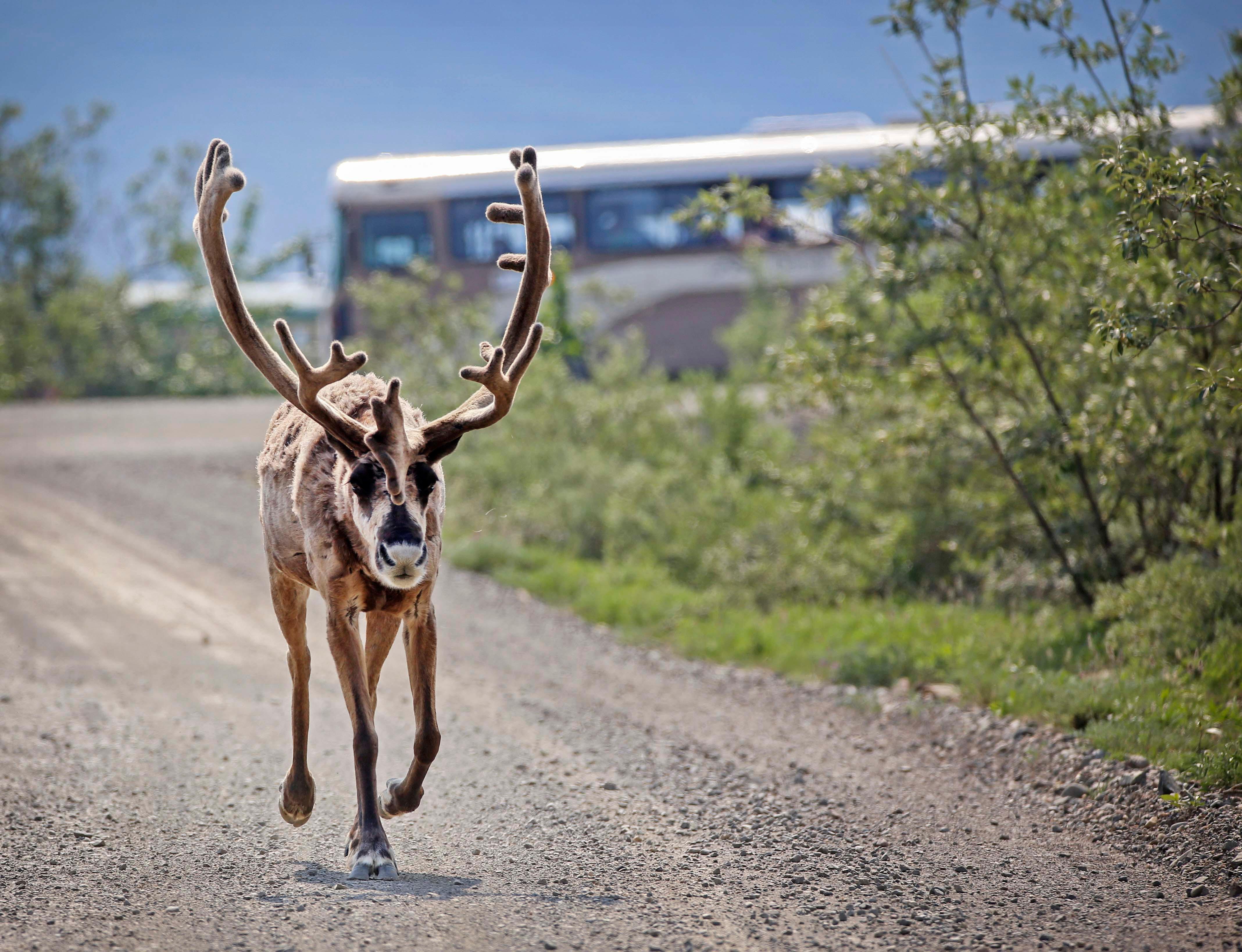 Denali National Park & Preserve — Caribou Sighting