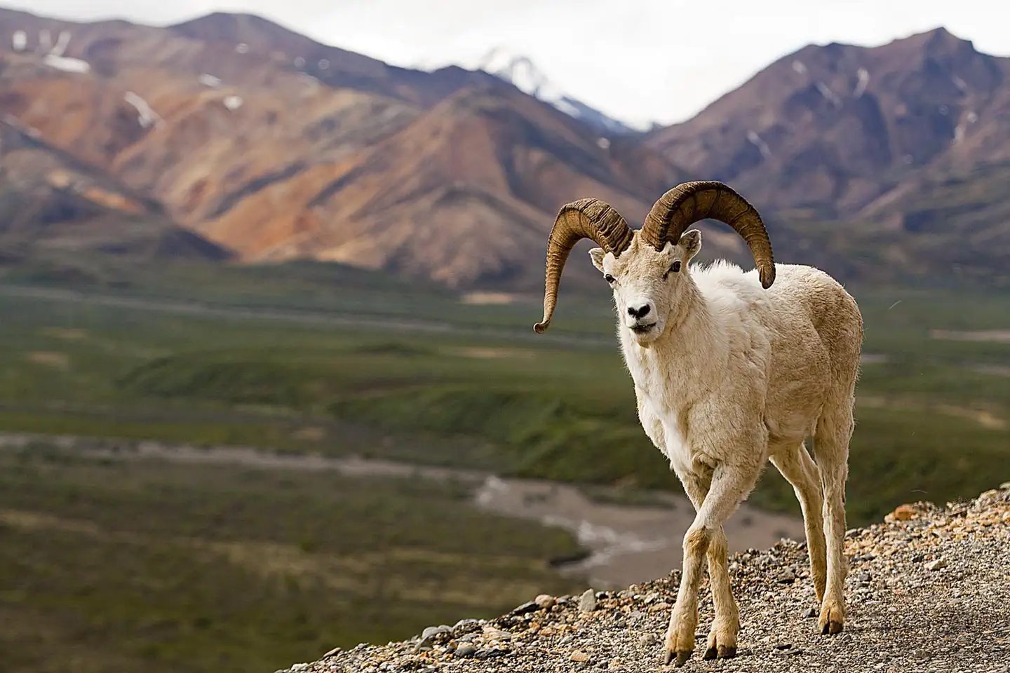 Denali National Park & Preserve