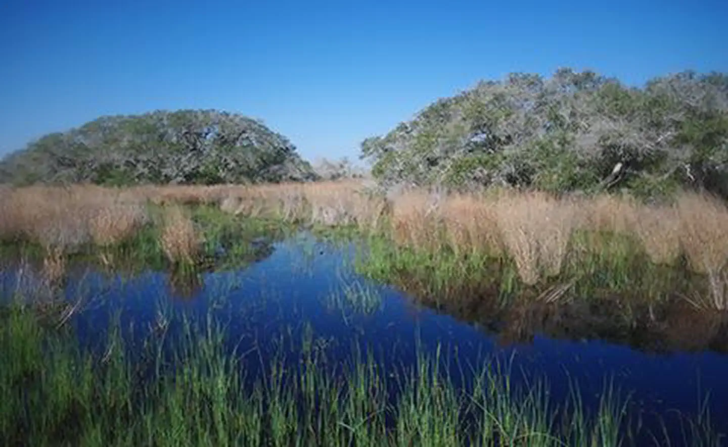 Mission-Aransas National Estuarine Research Reserve — A motte in Mission-Aransas National Estuarine Research Reserve, Texas