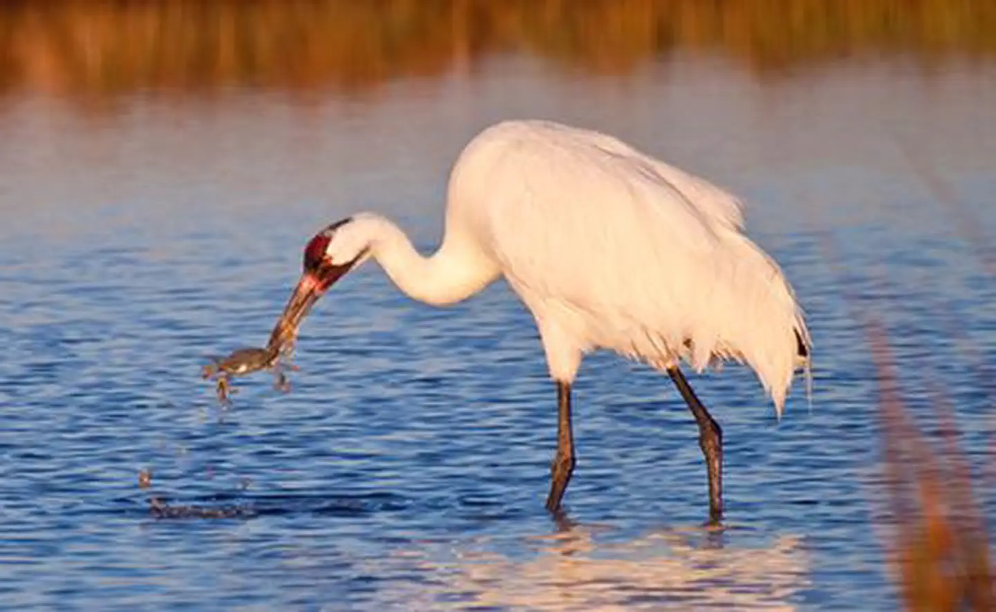 Mission-Aransas National Estuarine Research Reserve — Whooping Crane in Mission-Aransas National Estuarine Research Reserve, Texas