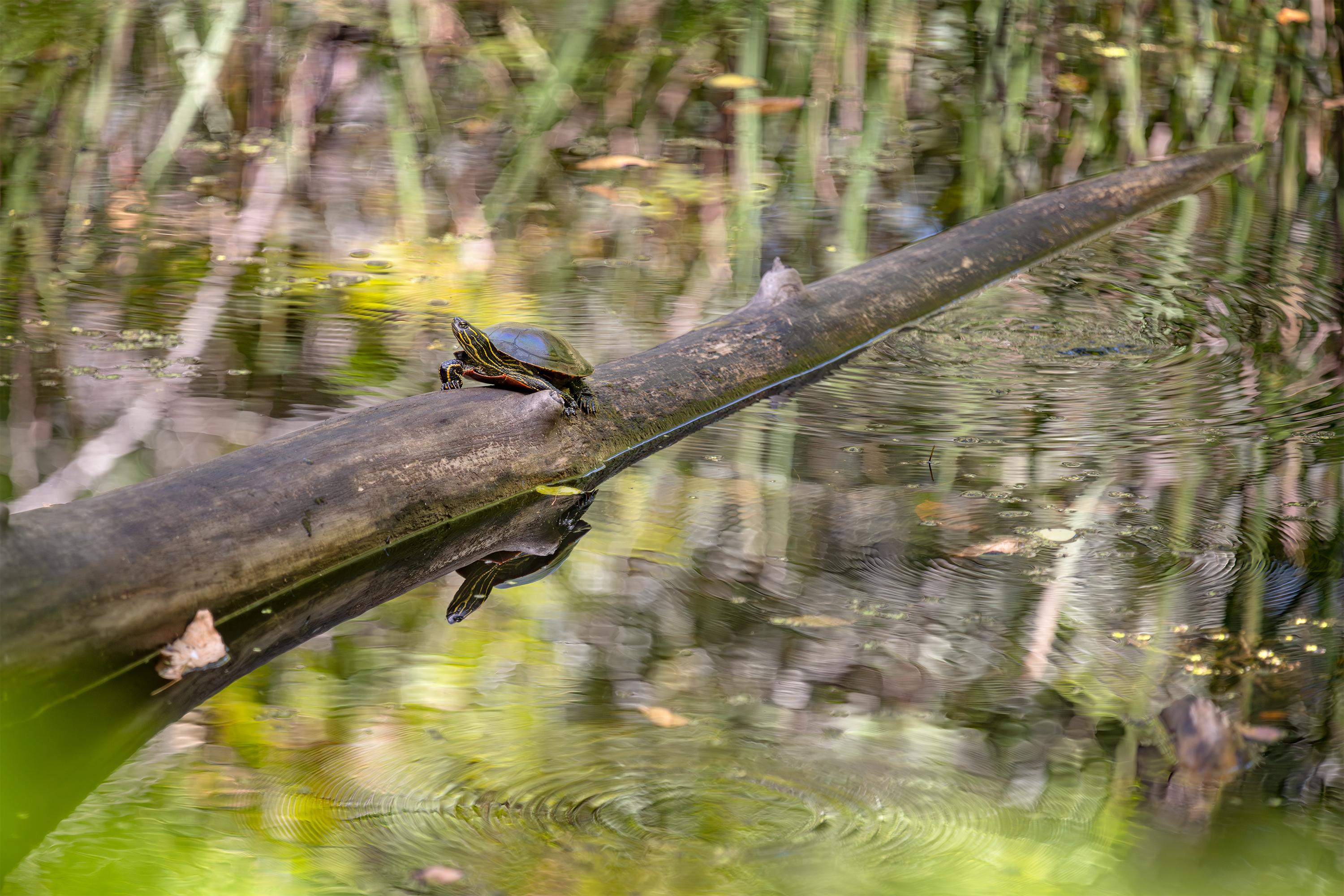 Saint Croix National Scenic Riverway — Painted Turtle Reflection