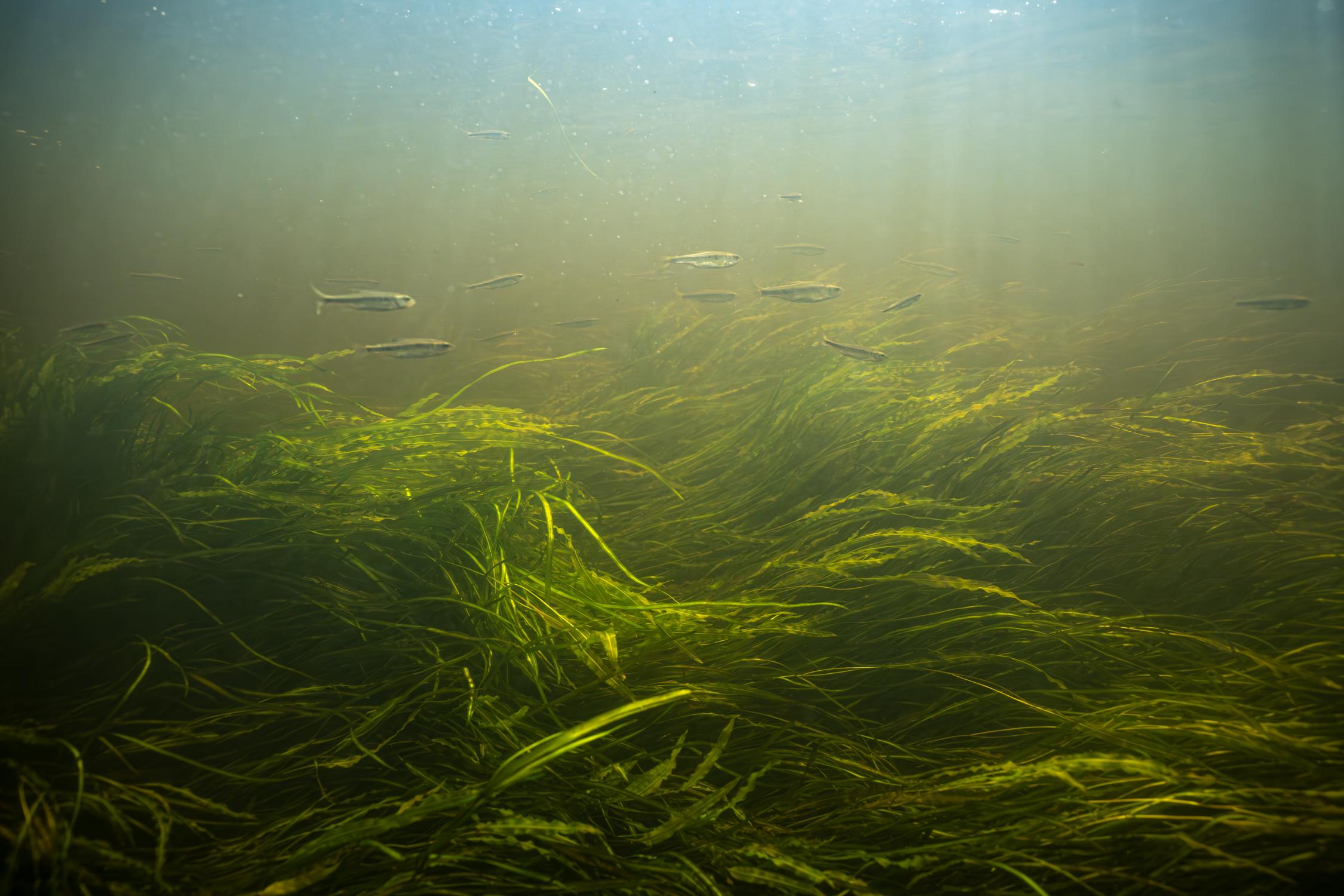 Saint Croix National Scenic Riverway — Minnows in River Grass