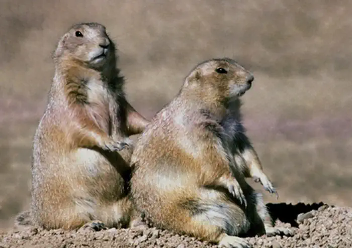 Wind Cave National Park — Prairie Dogs