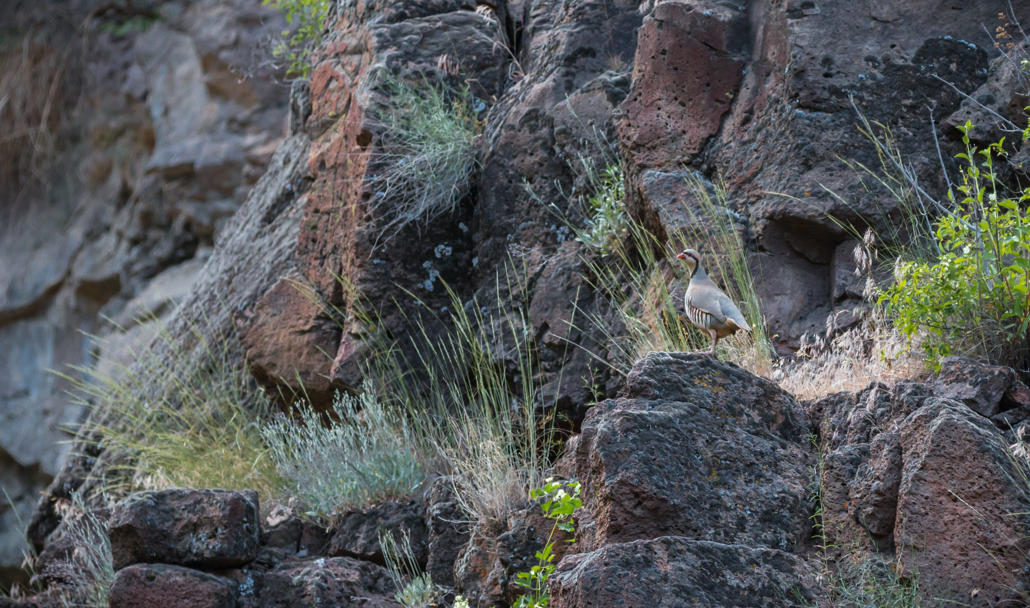 South Fork John Day Wild and Scenic River — Chukar partridge along the South Fork John Day Wild and Scenic River