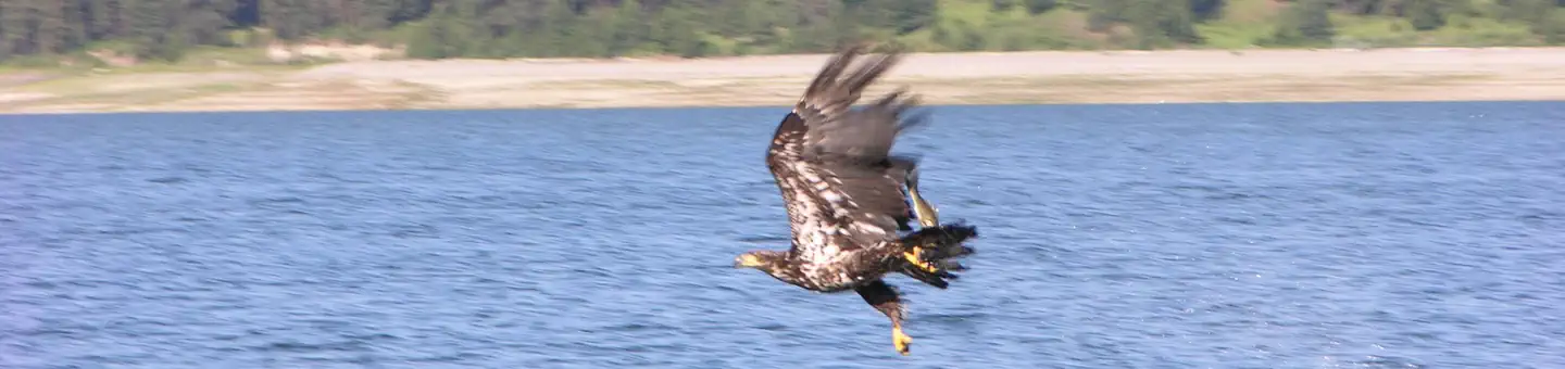 Lake Roosevelt National Recreation Area — Golden Eagle over the water