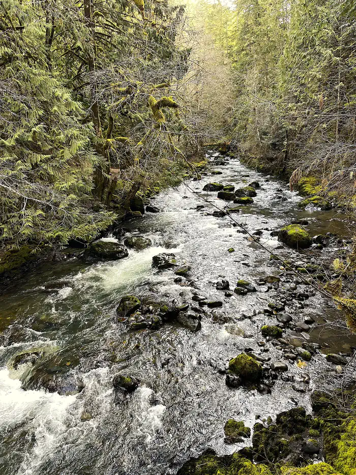 Olympic National Forest — Dungeness River