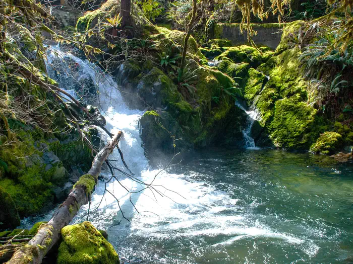 Olympic National Forest — Falls Creek in Olympic National Forest