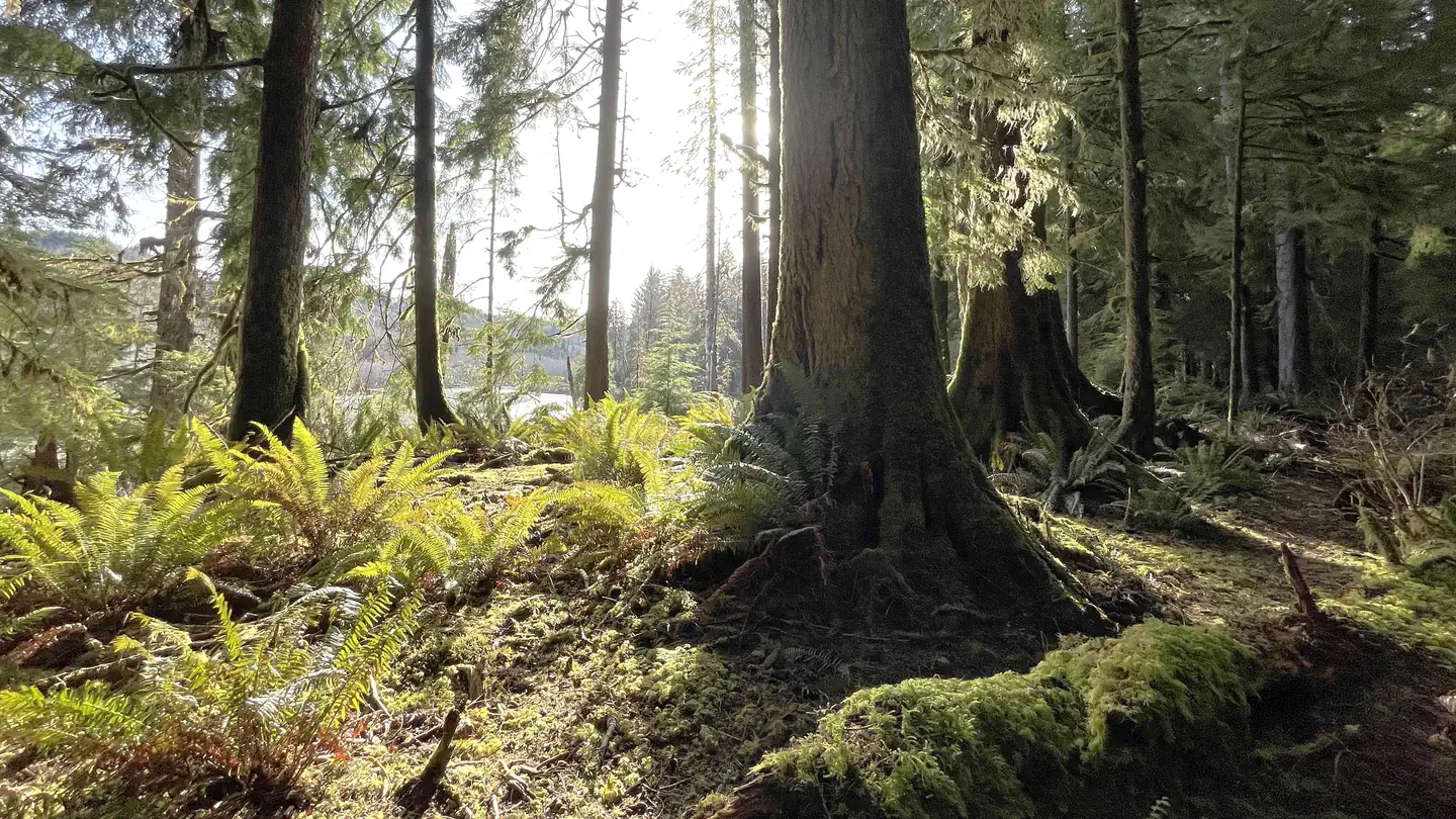 Olympic National Forest