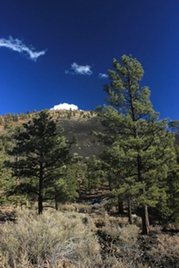 Sunset Crater Volcano National Monument — Ponderosas Reaching Skyward