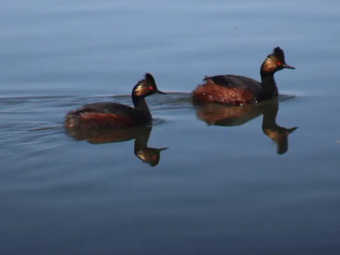 Benton Lake National Wildlife Refuge — Benton Lake National Wildlife Refuge