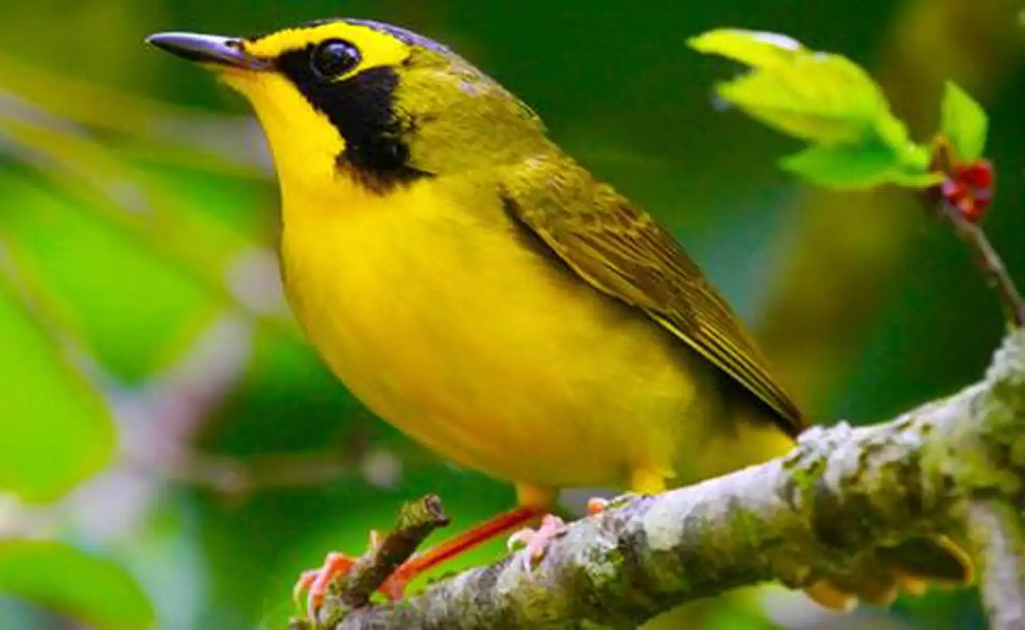 Fall Creek Lake — Yellow bird