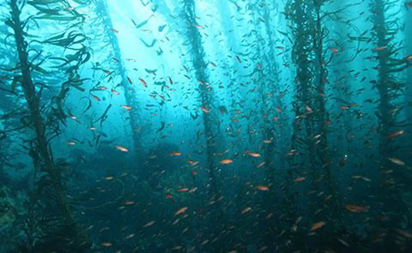 Monterey Bay National Marine Sanctuary — Diving