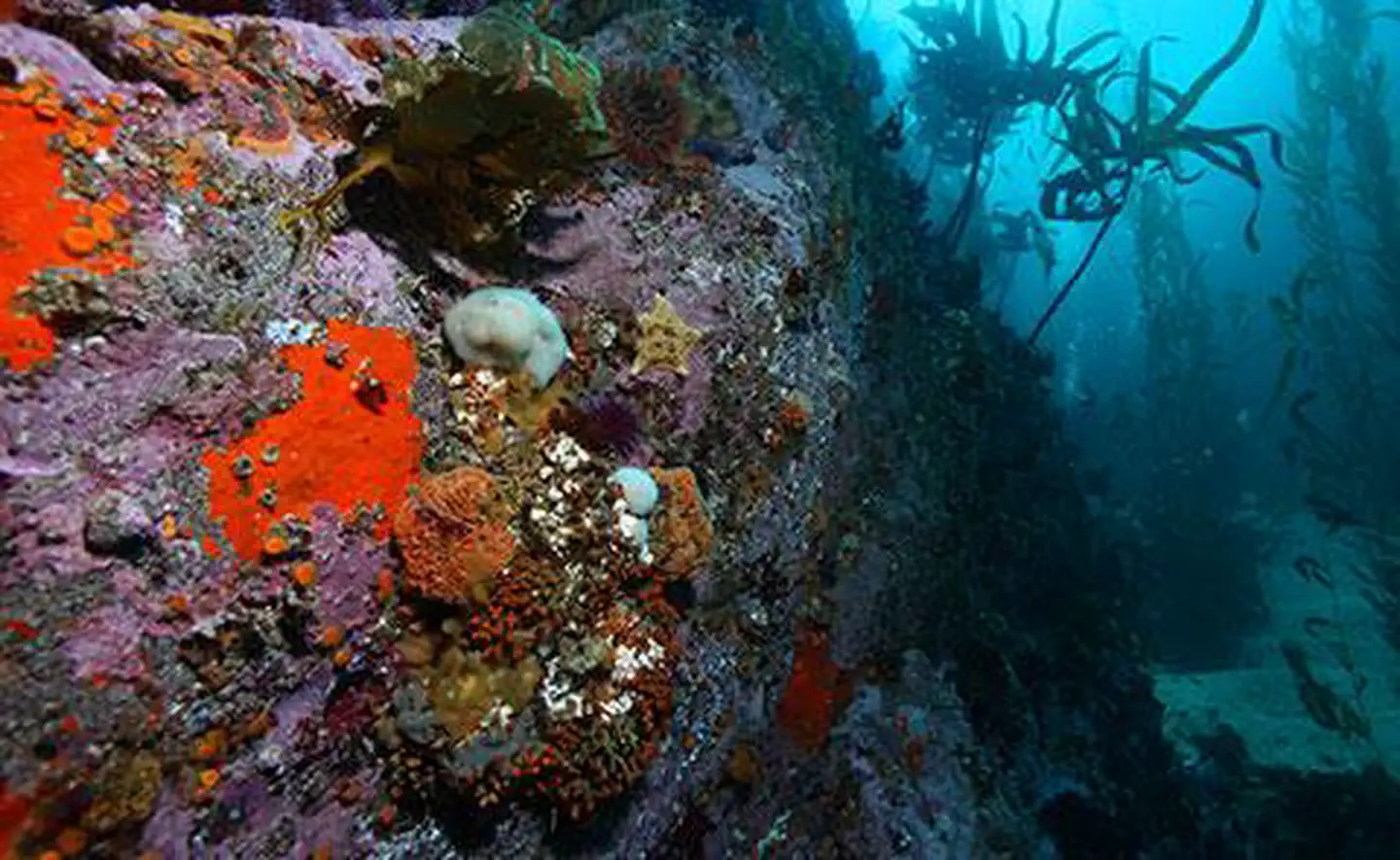 Monterey Bay National Marine Sanctuary — Diving