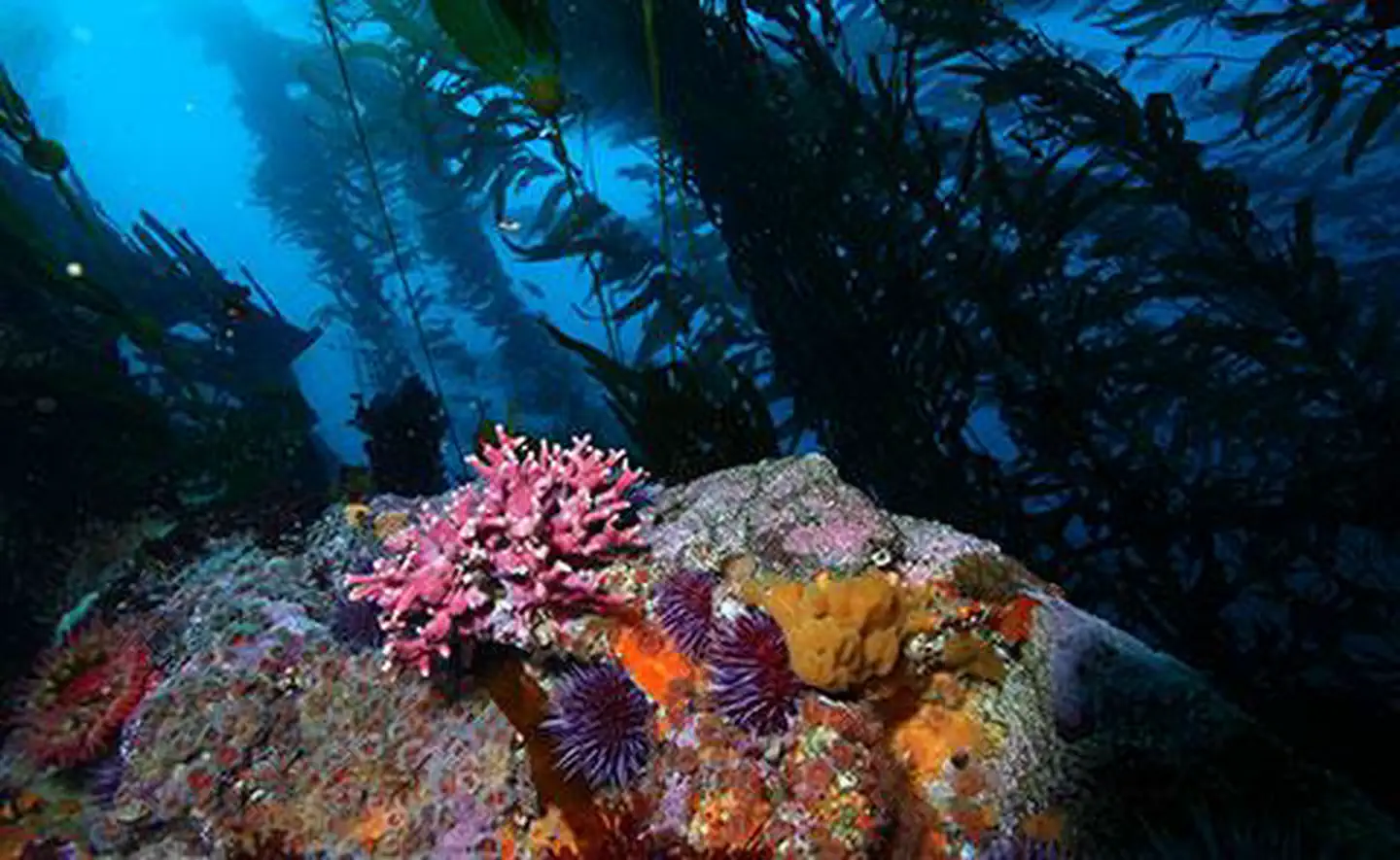 Monterey Bay National Marine Sanctuary — Diving