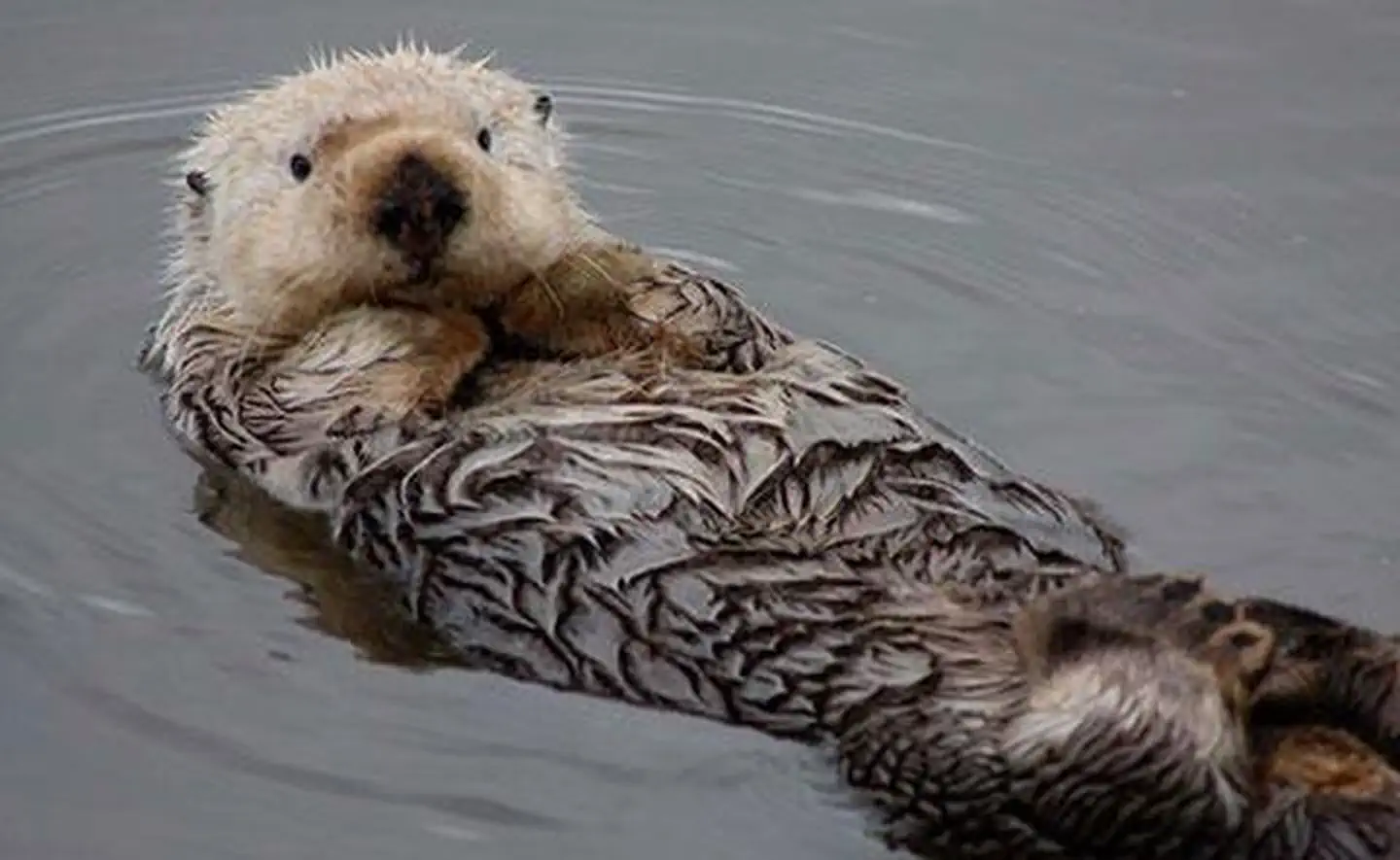 Monterey Bay National Marine Sanctuary — Watching a sea otter
