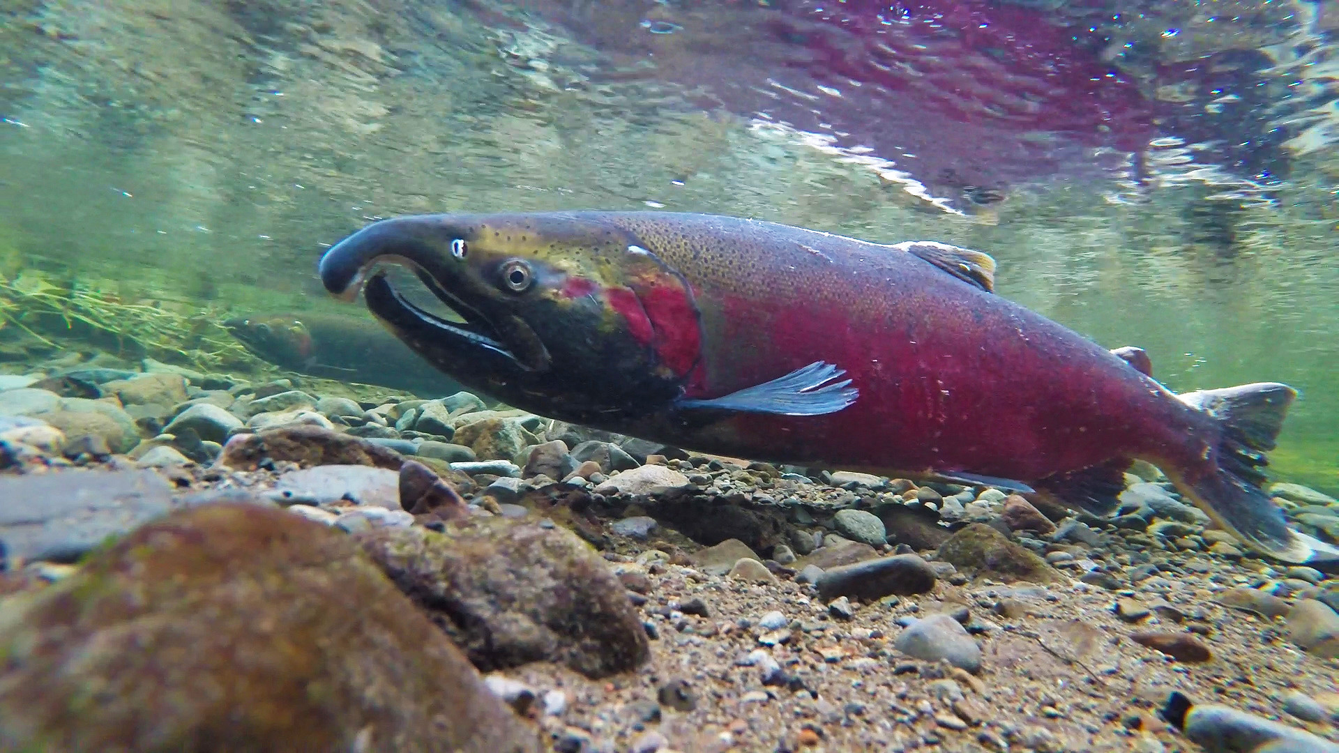 Salmon Wild and Scenic River — Coho spawning on the Salmon River