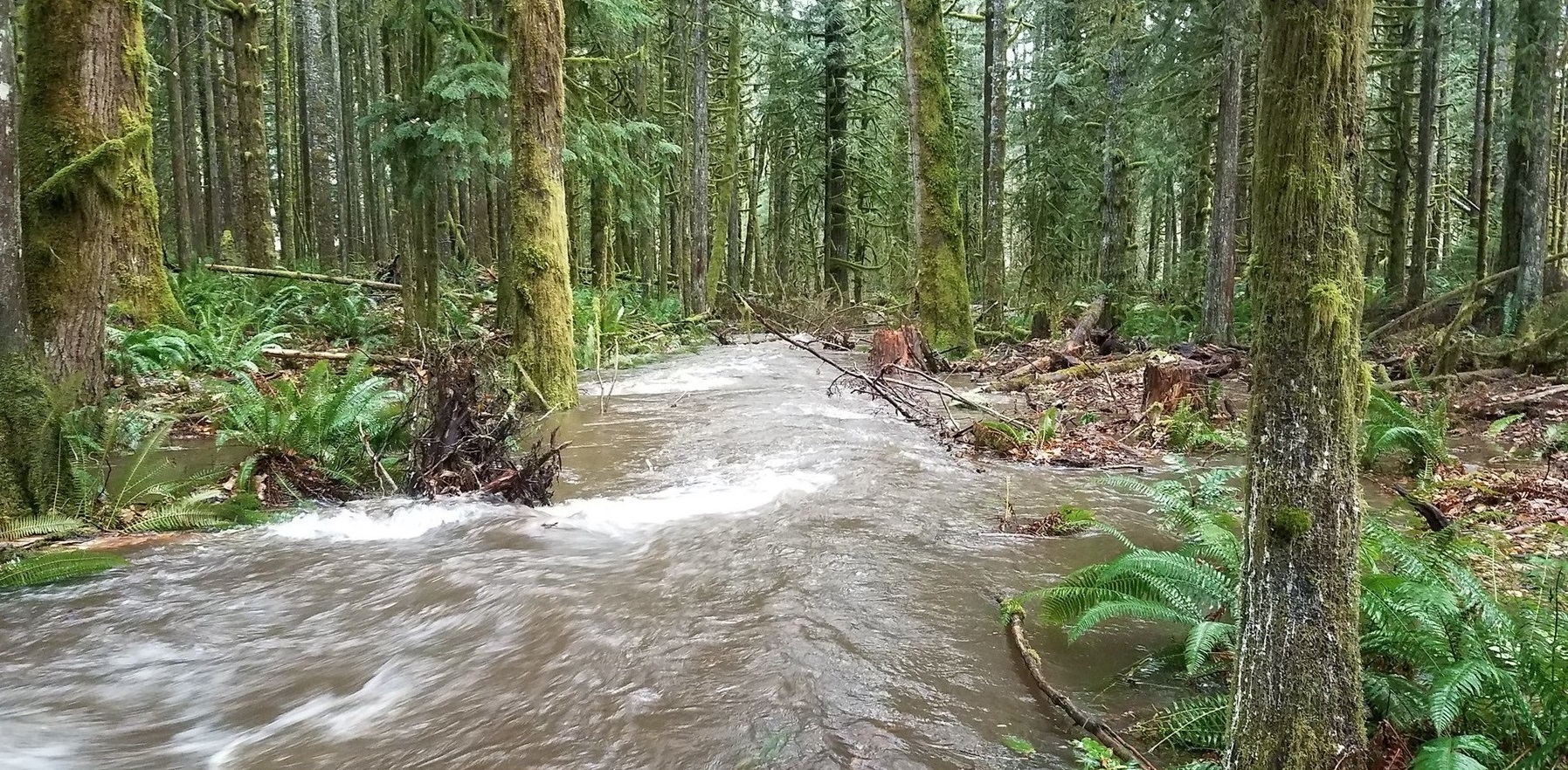 Salmon Wild and Scenic River — Salmon River wood jam & side channel restoration project at Wildwood