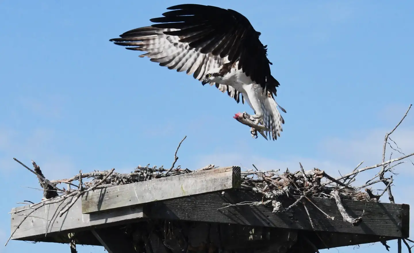 Back Bay National Wildlife Refuge — A brown and white osprey, or sea hawk, flares its wings as it lands on a nesting platform. The osprey holds a fish in its talons.