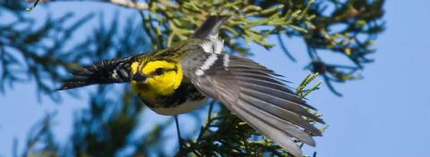 Balcones Canyonlands National Wildlife Refuge