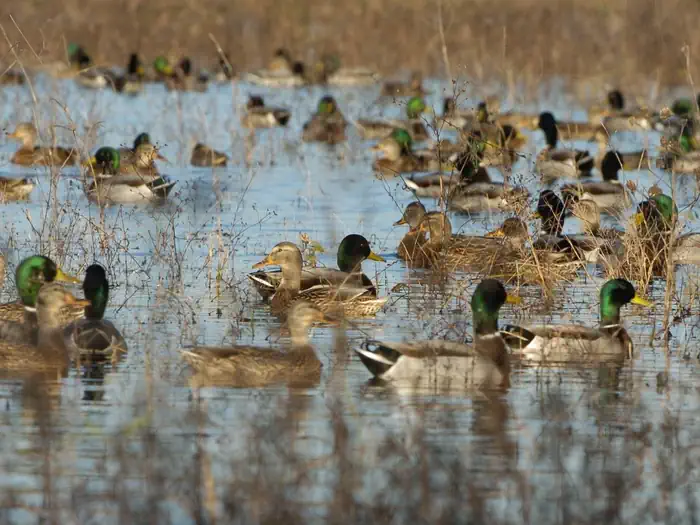 Rainwater Basin Wetland Management District — Rainwater Basin Wetland Management District