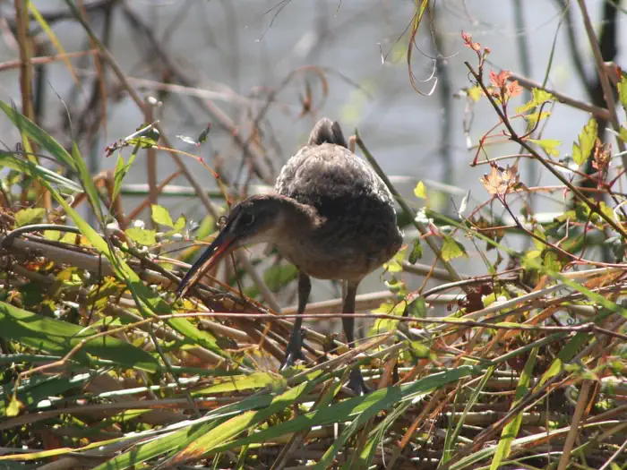 Bayou Sauvage Urban National Wildlife Refuge — Bayou Sauvage National Wildlife Refuge