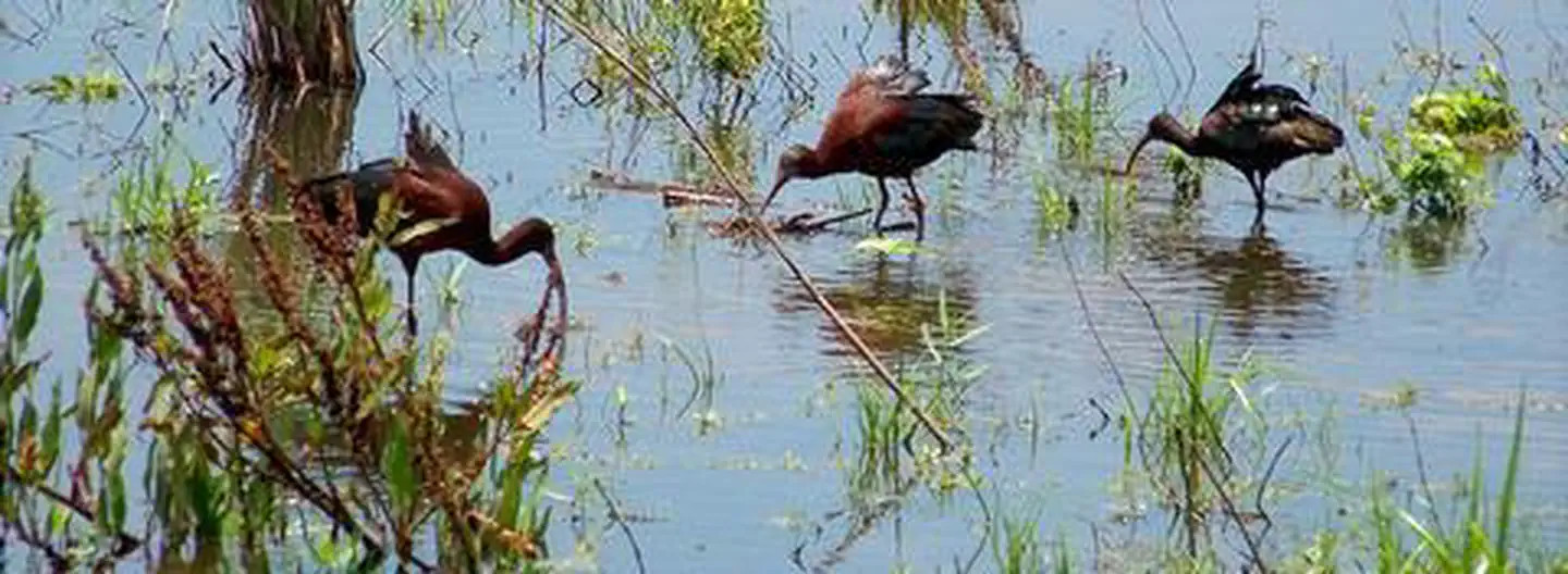 Bayou Cocodrie National Wildlife Refuge