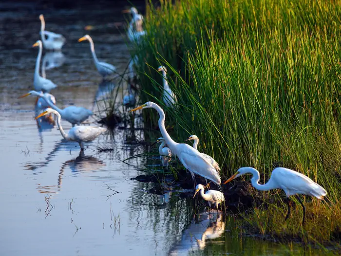 Brazoria National Wildlife Refuge — Brazoria National Wildlife Refuge