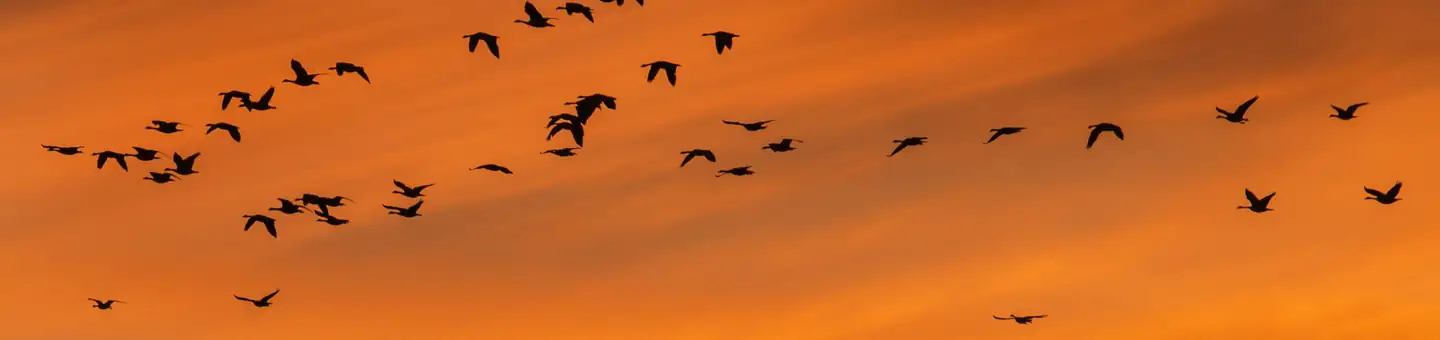 Cibola National Wildlife Refuge