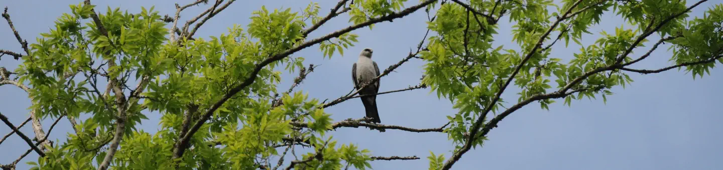 Atchafalaya National Wildlife Refuge