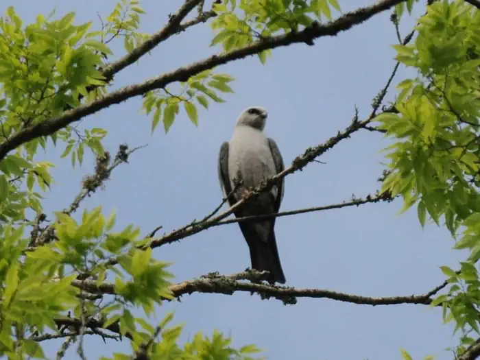 Atchafalaya National Wildlife Refuge — Atchafalaya National Wildlife Refuge