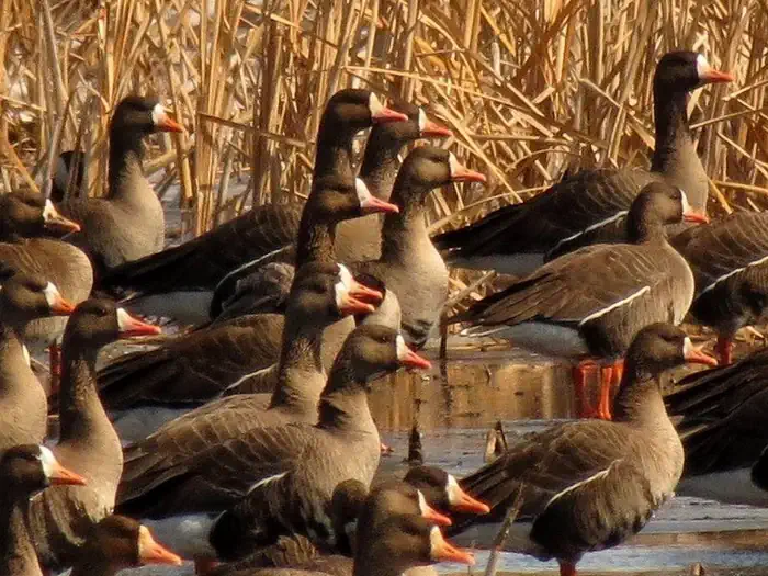 Morris Wetland Management District — Morris Wetland Management District