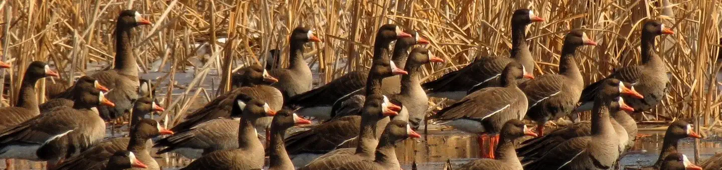 Morris Wetland Management District