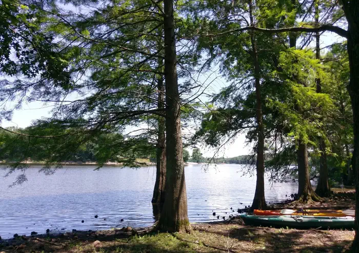 Rend Lake — trees along the shoreline