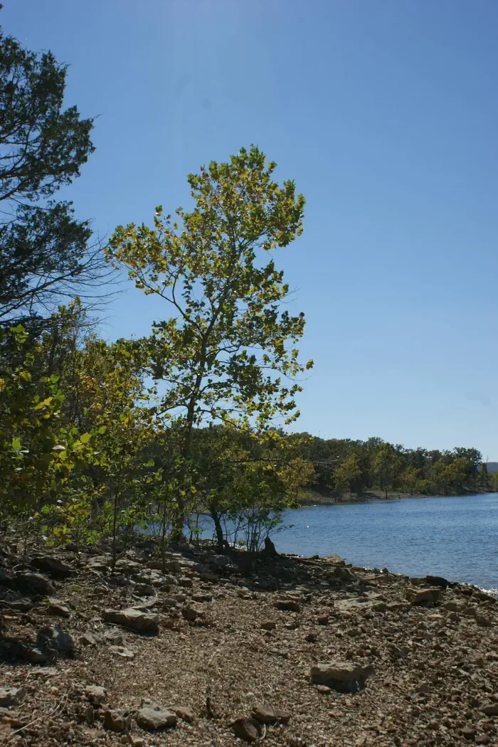 Table Rock Lake — Tree along the lake