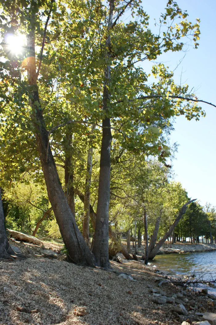 Table Rock Lake — Trees with sun peeking through