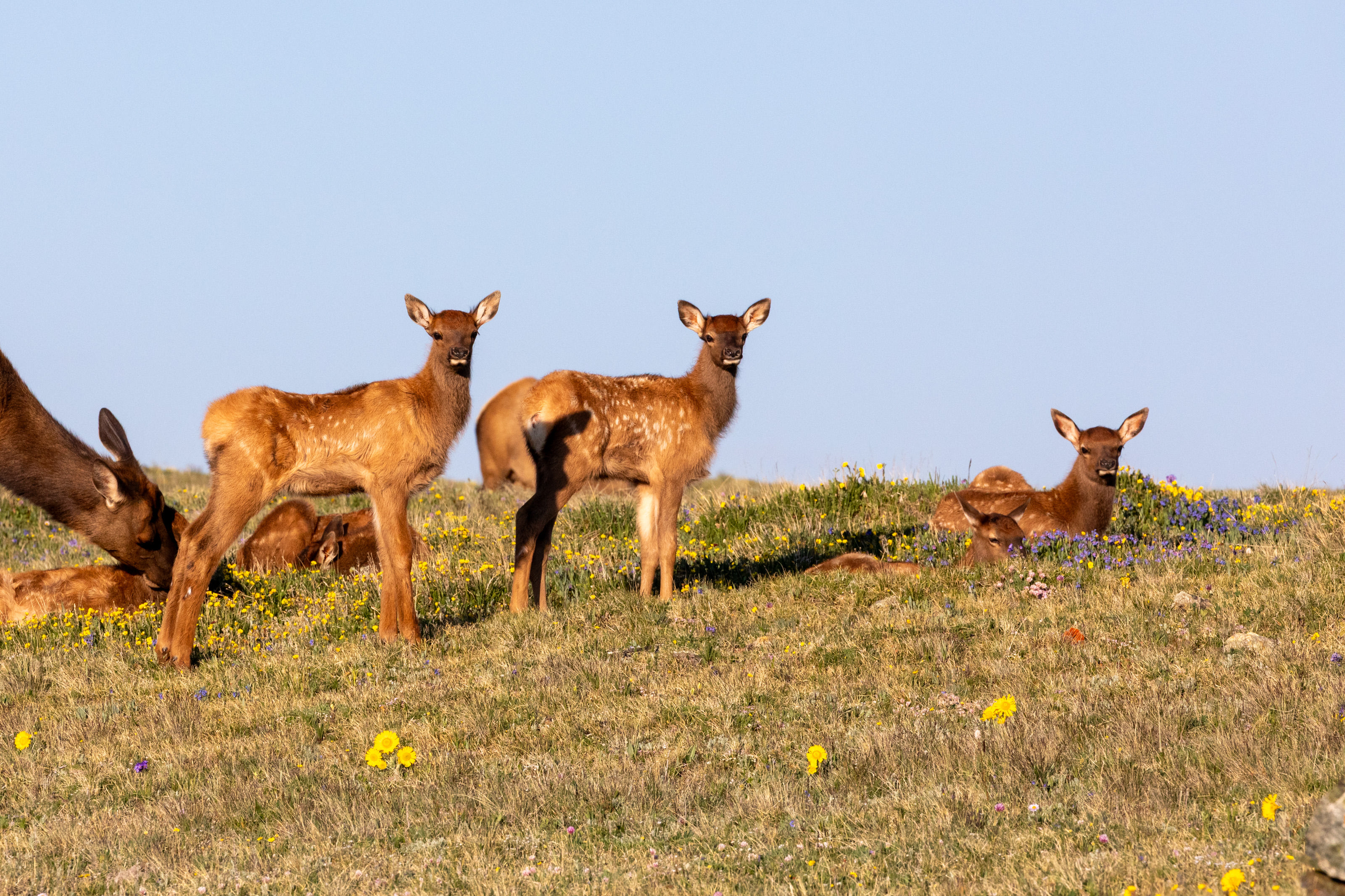 Rocky Mountain National Park — Elk calves on tundra in summer