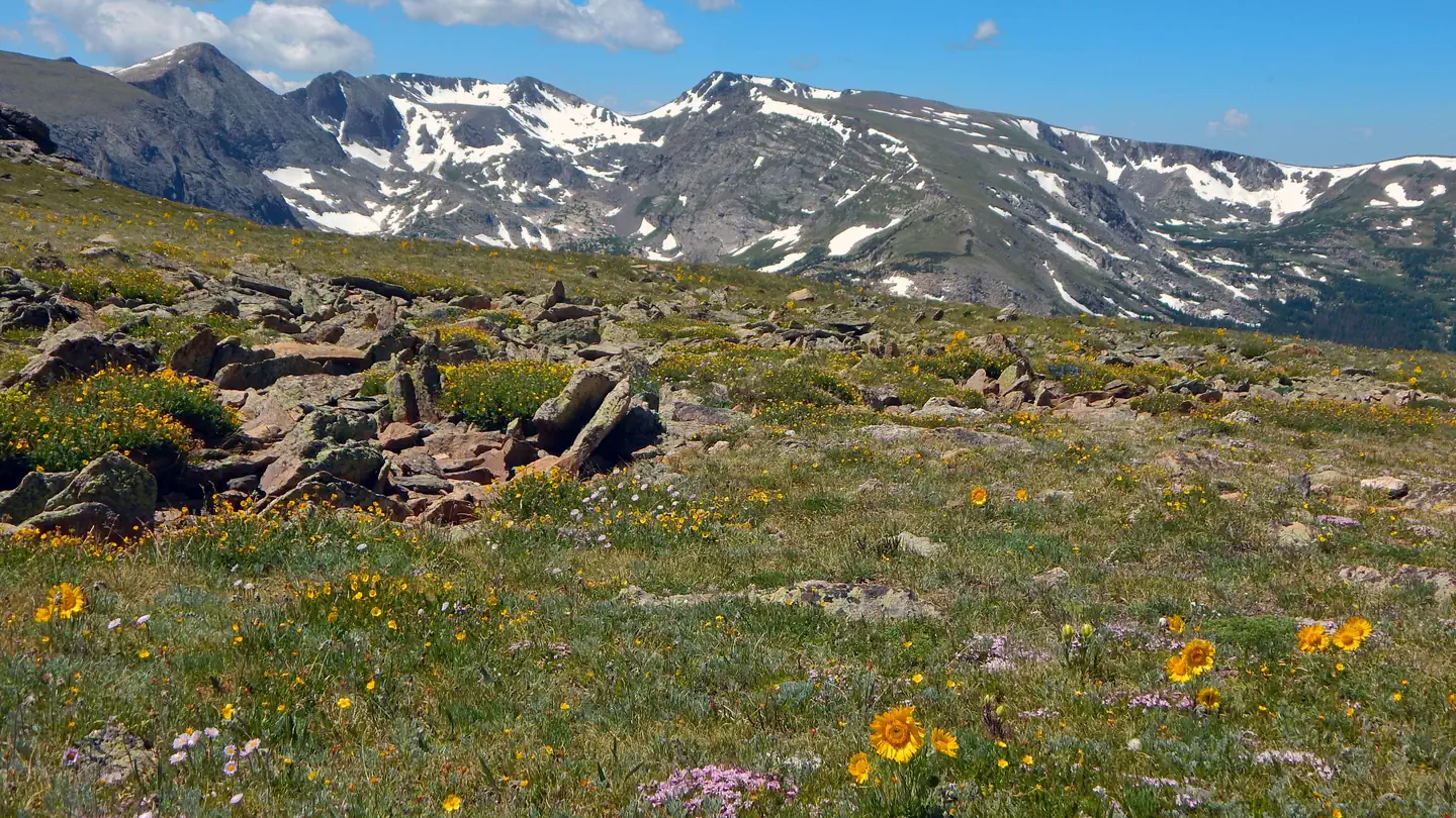 Rocky Mountain National Park — Wildflowers in bloom in the alpine tundra