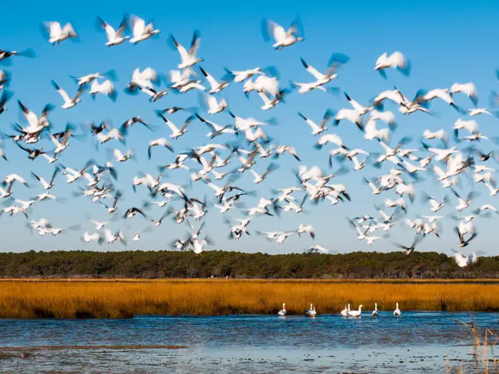 Chincoteague National Wildlife Refuge — Chincoteague National Wildlife Refuge