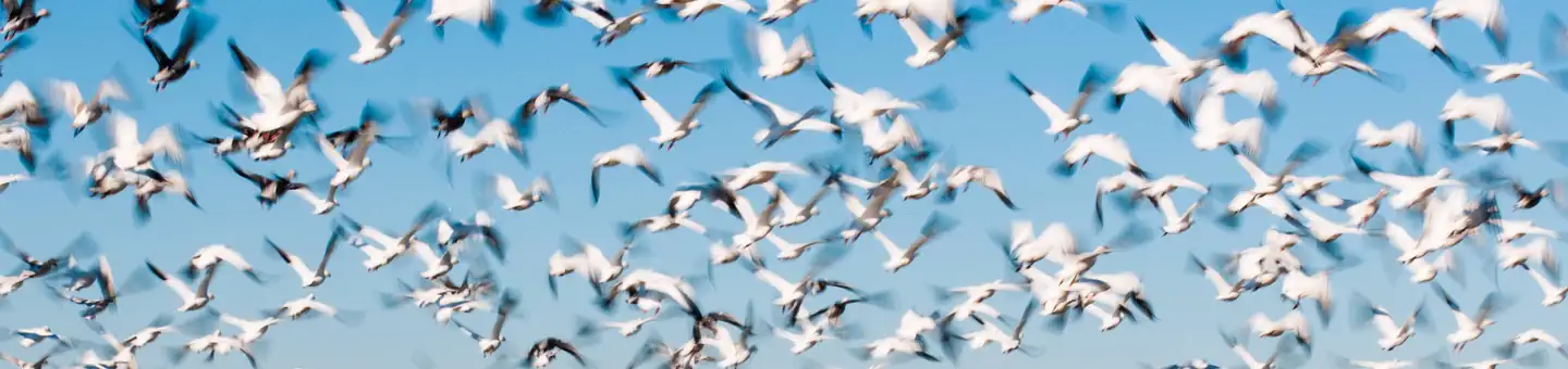 Chincoteague National Wildlife Refuge
