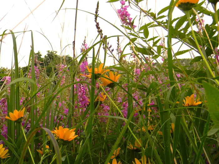 Lake Red Rock — Prairie Flowers