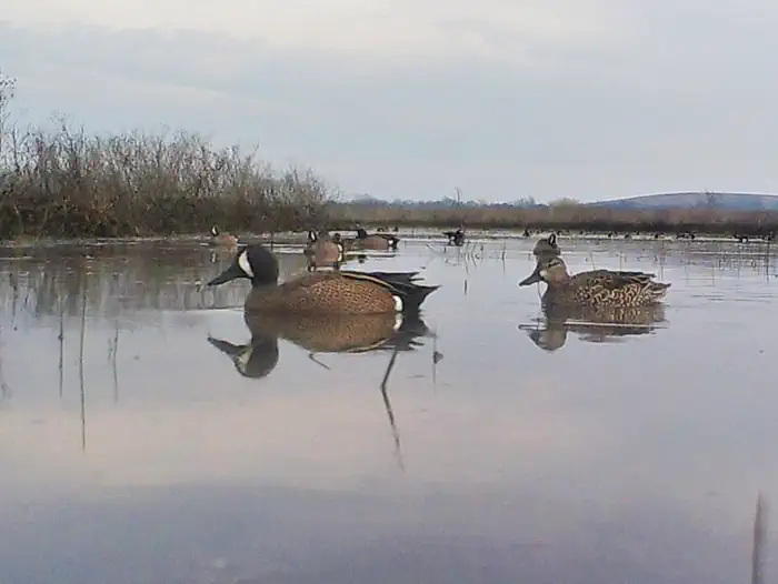 Elk City Lake — Ducks floating on the lake at dusk