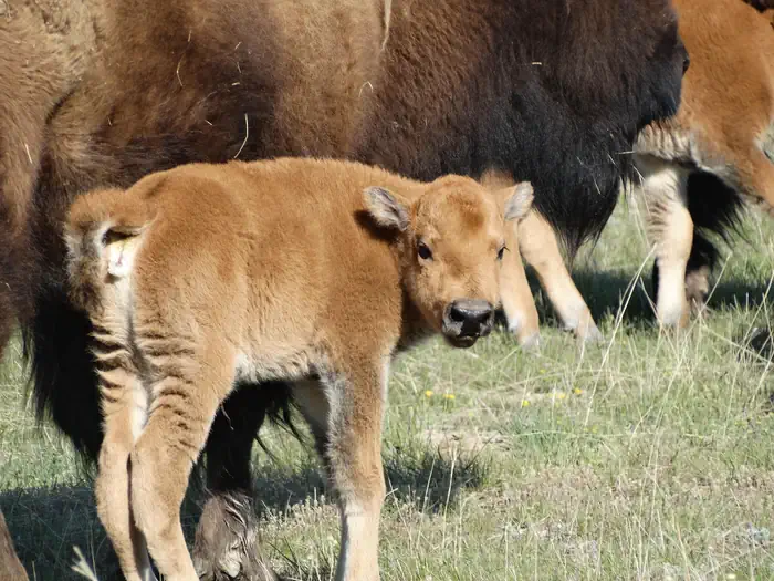 Fort Peck Project — A young bison calf.