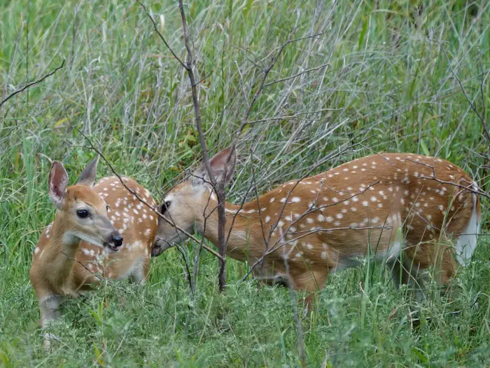 Kanopolis Lake — 2 Fawns