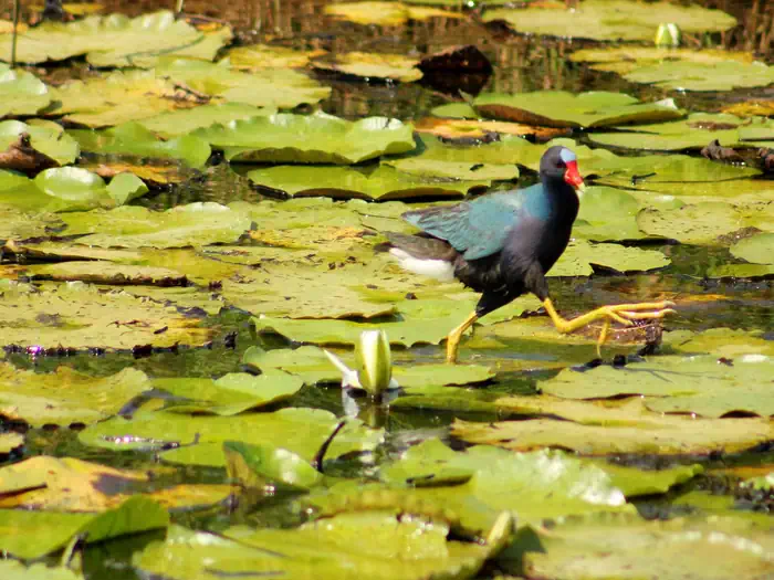Lacassine National Wildlife Refuge — Lacassine National Wildlife Refuge