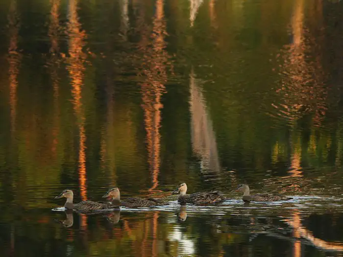 Big Branch Marsh National Wildlife Refuge — Ducks on pond, Big Branch Marsh National Wildlife Refuge